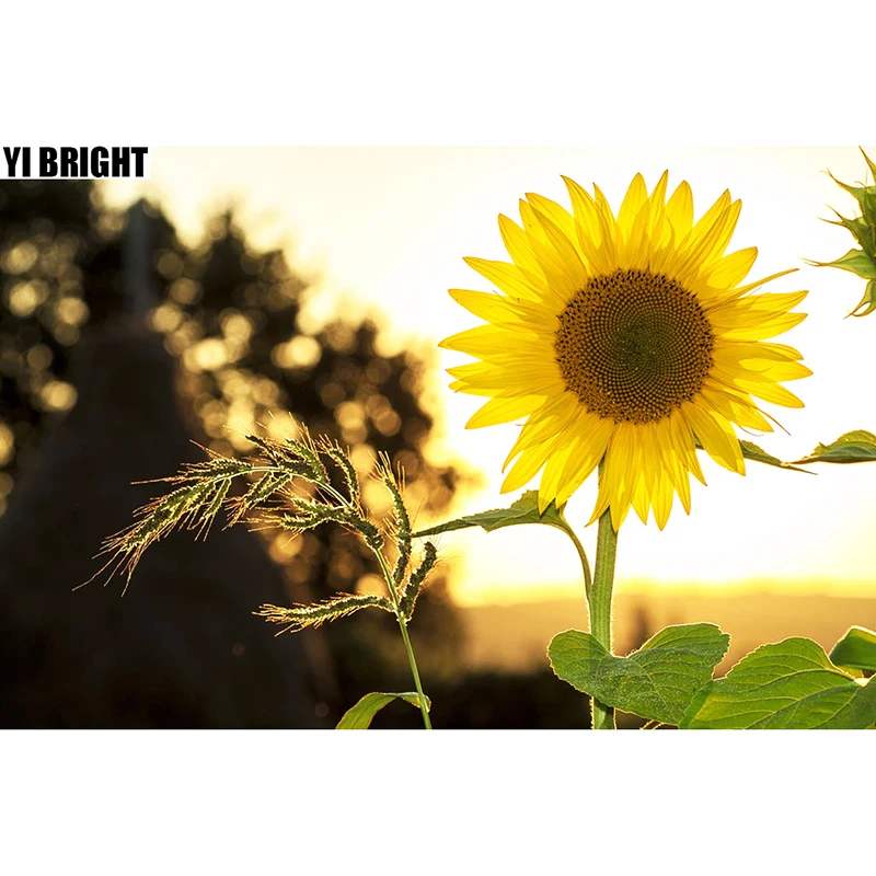 New Full Diamond 5D DIY Diamond Painting "The Beautiful Sunflower" Diamond Embroidery Cross Stitch Rhinestone Mosaic Painting GT
New Full Diamond 5D DIY Diamond Painting "The Beautiful Sunflower" Diamond Embroidery Cross Stitch Rhinestone Mosaic Painting GT