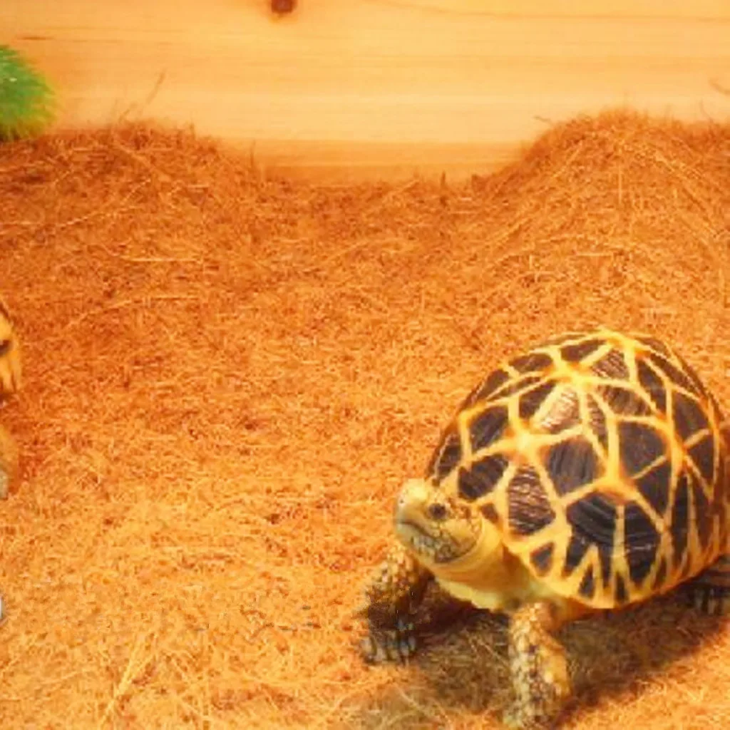 Breathable Soft Carpet Reptile For Pet Turtle Liner Lizard Zoo Mat-XS Garden Supplies