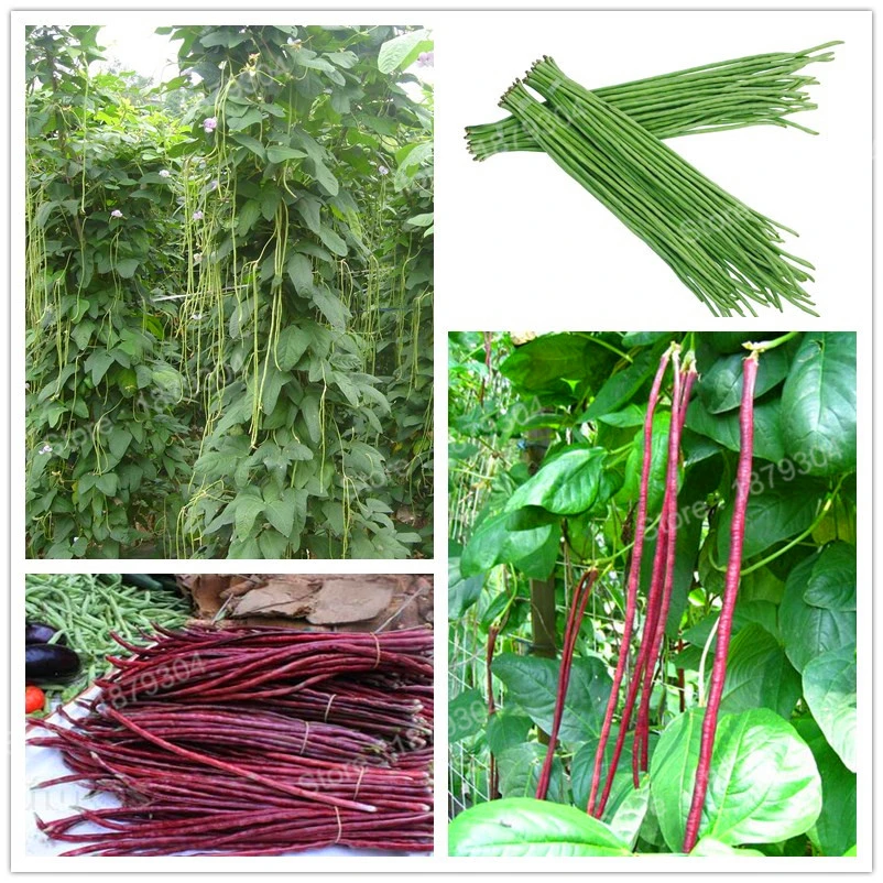 10Pcs/bag Yard-long beans flores Cowpea plantas Healthy Vegetable plante Bonsai bonsai plant For Home Garden
10Pcs/bag Yard-long beans flores Cowpea plantas Healthy Vegetable plante Bonsai bonsai plant For Home Garden