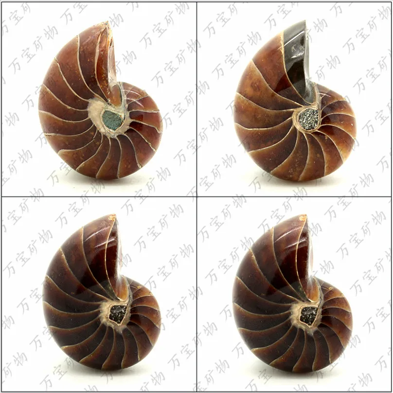 Need Madagascar Full jade large nautilus fossil ammonite fossils jewelry diy multiple choice
Need Madagascar Full jade large nautilus fossil ammonite fossils jewelry diy multiple choice