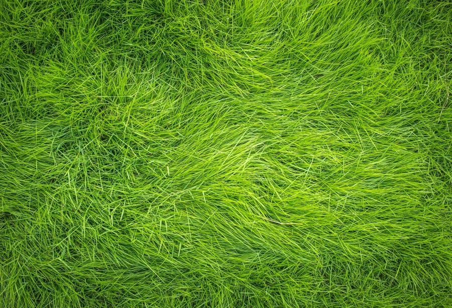 Laeacco Фото фоны зеленая трава сено стек кукла питомец ребенок новорожденный