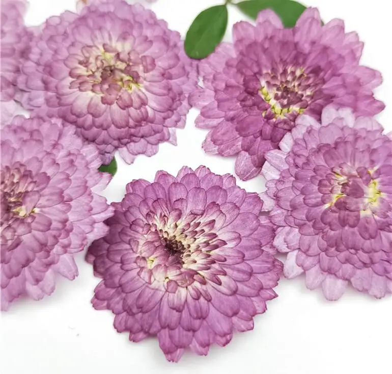 1000pcs Pressed Dried 2-3cm Purple Daisy Flowers Plant Herbarium For Jewelry Postcard Invitation Card Phone Case Bookmark DIY
1000pcs Pressed Dried 2-3cm Purple Daisy Flowers Plant Herbarium For Jewelry Postcard Invitation Card Phone Case Bookmark DIY