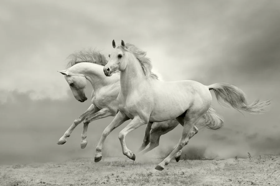 Laeacco Desert Running Horse Scenic Portrait Photography Backgrounds Customized Photographic Backdrops For Photo Studio
Laeacco Desert Running Horse Scenic Portrait Photography Backgrounds Customized Photographic Backdrops For Photo Studio