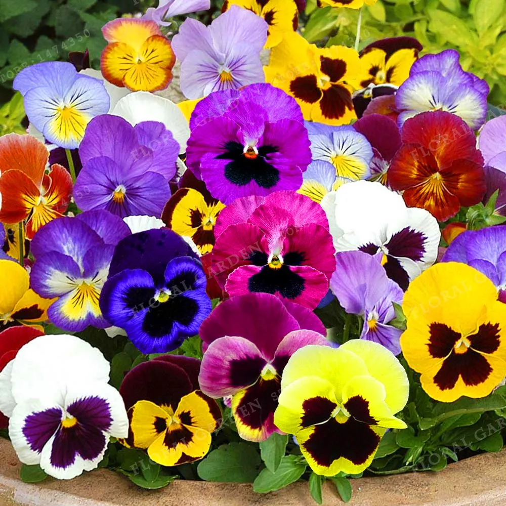 Garden Supplies 200 PCS Beautiful Pansy Bonsai Mix Color Wavy Viola Tricolor Flower Bonsai Potted Home Garden Free Shipping
Garden Supplies 200 PCS Beautiful Pansy Bonsai Mix Color Wavy Viola Tricolor Flower Bonsai Potted Home Garden Free Shipping