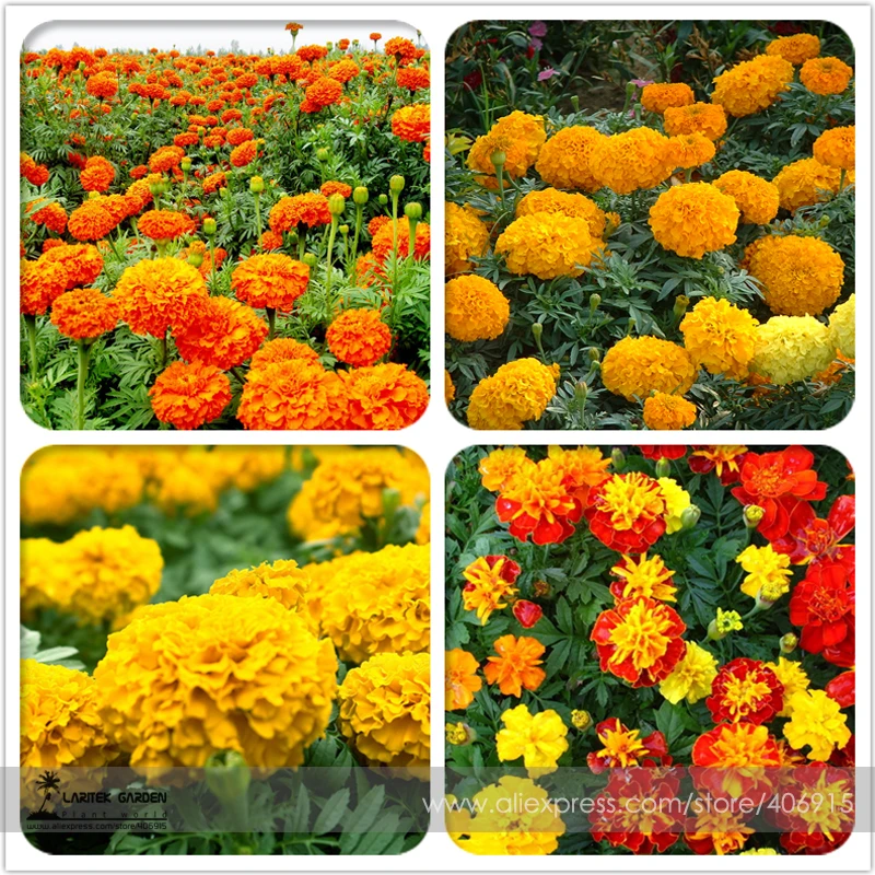 Mixed Chrysanthemum Seeds Perennial Flowering Rose Pink Orange Yellow Red Marigold Seeds Long Lasting Blooming Flowers 200 Seeds