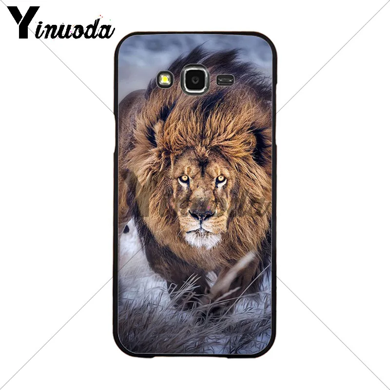 Animals The lion