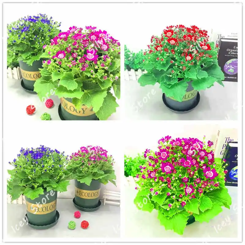 100Pcs/Bag cineraria bonsai plant flower family garden plant flower decoration bonsai plant planting potted flower
100Pcs/Bag cineraria bonsai plant flower family garden plant flower decoration bonsai plant planting potted flower