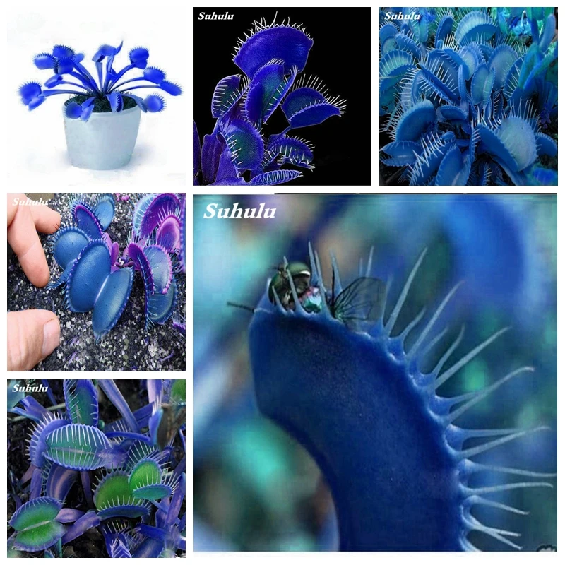Big Promotion! 100Pcs Potted Insectivorous Bonsai Plant Blue Dionaea Muscipula Carnivorous Plants Giant Clip Venus Flytrap Plant
Big Promotion! 100Pcs Potted Insectivorous Bonsai Plant Blue Dionaea Muscipula Carnivorous Plants Giant Clip Venus Flytrap Plant