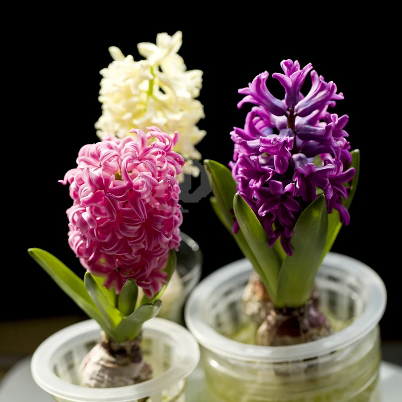 plant garden DIY 100 hyacinth garden supplies flower mini flower water planting, ( Not bulbs ) 2018 New Bonsai
plant garden DIY 100 hyacinth garden supplies flower mini flower water planting, ( Not bulbs ) 2018 New Bonsai