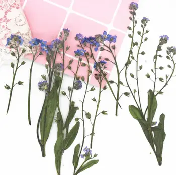 120pcs Pressed Dried Myosotis sylvatica Flower Plants Herbarium For Jewelry Making Postcard Frame Phone Case Craft DIY
120pcs Pressed Dried Myosotis sylvatica Flower Plants Herbarium For Jewelry Making Postcard Frame Phone Case Craft DIY