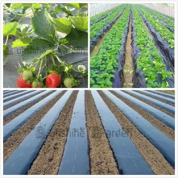 Black Agricultural Shade Film 1x50Meters Strawberry PE Film Garden Flower Greenhouse Plastic Mulch Film 0.008mm Thickness
Black Agricultural Shade Film 1x50Meters Strawberry PE Film Garden Flower Greenhouse Plastic Mulch Film 0.008mm Thickness