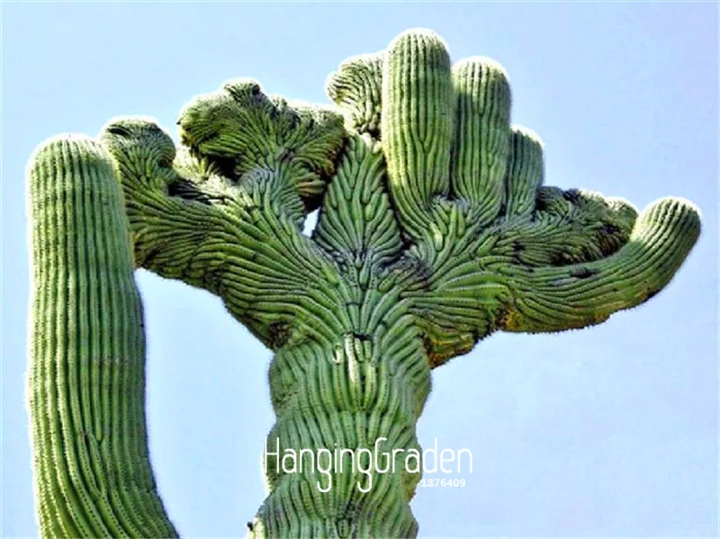 Big Sale!100 bonsai/pack Ball cactus garden rare succulent plant plantas Bonsai Celestial Flower pot planters Flores,#63L0YB
Big Sale!100 bonsai/pack Ball cactus garden rare succulent plant plantas Bonsai Celestial Flower pot planters Flores,#63L0YB