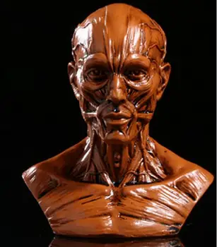 Human simulation 1:1 resin model resin crafts home furnishings art painting sketch teaching
Human simulation 1:1 resin model resin crafts home furnishings art painting sketch teaching