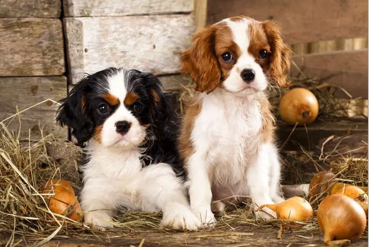 Two dogs The wooden puzzle 1000 pieces ersion jigsaw puzzle white card adult children's educational toys
Two dogs The wooden puzzle 1000 pieces ersion jigsaw puzzle white card adult children's educational toys