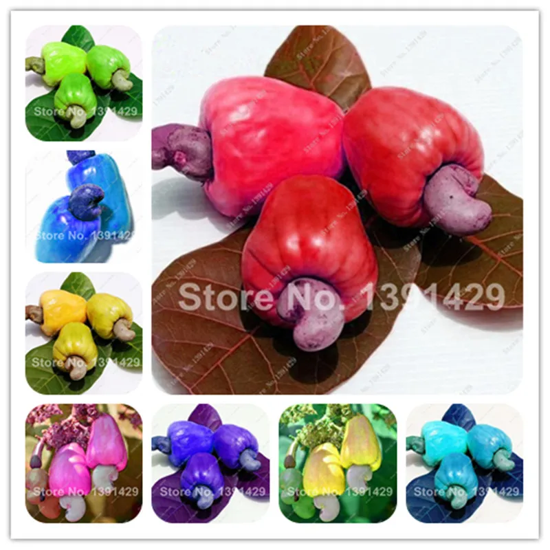 Cheap 10pcs Cashew Nuts Tree Bonsai Plants Anacardium Occidentale Rare Plant Tree Bonsai Fruit Germ Free Shipping Easy Grow
Cheap 10pcs Cashew Nuts Tree Bonsai Plants Anacardium Occidentale Rare Plant Tree Bonsai Fruit Germ Free Shipping Easy Grow
