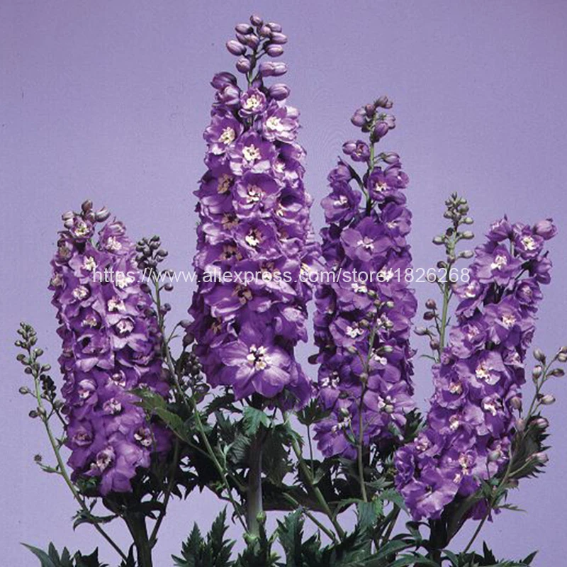 EIMAI 100Pcs Colorful Delphinium Flowers Bonsai Japan Beautiful Potted Giant Room Outdoor Family Garden Hardy Plant
EIMAI 100Pcs Colorful Delphinium Flowers Bonsai Japan Beautiful Potted Giant Room Outdoor Family Garden Hardy Plant