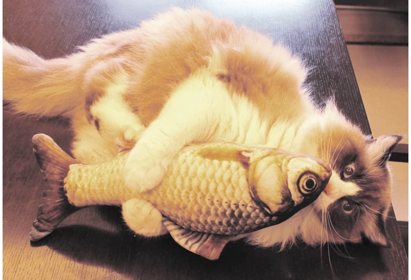 7 cat toys fish
