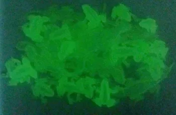 100X Glow In The Dark Sauria Gekkonidae Frog Halloween Joke Favour Pinata bag filler birthday Party Favors Gift Novelty carniva 
100X Glow In The Dark Sauria Gekkonidae Frog Halloween Joke Favour Pinata bag filler birthday Party Favors Gift Novelty carniva