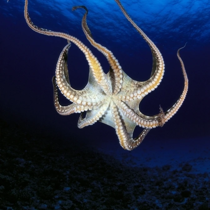 Hawaii Day Octopus (Octopus Cyanea) View Of Underside Near Surface Midwater A87B Poster Print (24 x 38)