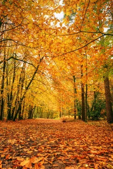 Free shipping custom digital nature photobackground studio Autumn scenic backdrops,vinyl background backdrop wedding 200cmx300cm
Free shipping custom digital nature photobackground studio Autumn scenic backdrops,vinyl background backdrop wedding 200cmx300cm
