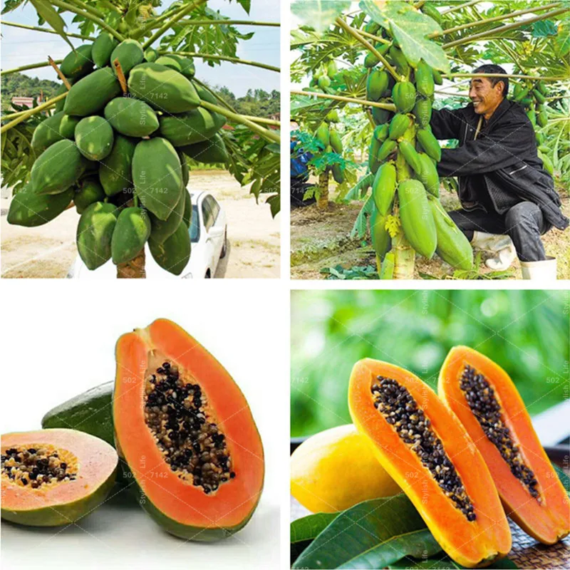 Sale! 20 pcs Tropic Fruit Papaya bonsai Bonsai Tree Organic Carica Papaya bonsai For Home Garden Vegetable Fruit Plants Sementes
Sale! 20 pcs Tropic Fruit Papaya bonsai Bonsai Tree Organic Carica Papaya bonsai For Home Garden Vegetable Fruit Plants Sementes