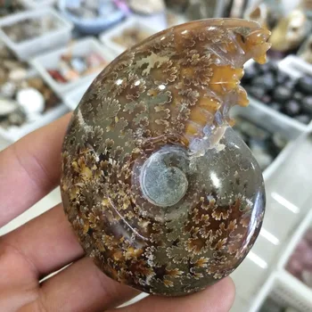 160-170g natural stone and minerals ammonite fossil specimen natural fossil from madagascar for home decor fengshui wholesale
160-170g natural stone and minerals ammonite fossil specimen natural fossil from madagascar for home decor fengshui wholesale