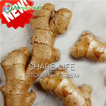 100 Pcs Ginger Bonsai Vegetable Bonsai Balcony Vegetables Potted Bonsai Plant Bonsai Four Seasons Zingiber Bonsai Plants
100 Pcs Ginger Bonsai Vegetable Bonsai Balcony Vegetables Potted Bonsai Plant Bonsai Four Seasons Zingiber Bonsai Plants