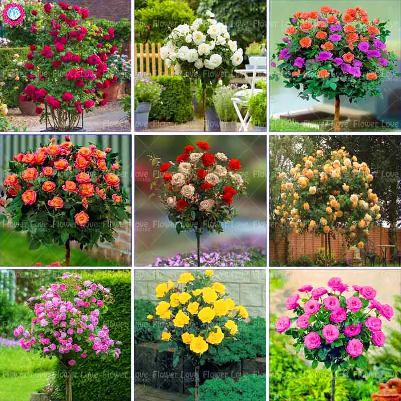 100pcs Rose Bonsai Flower plants Beautiful Rose Tree plant Perennial Petals Plant Pot For Home Garden
100pcs Rose Bonsai Flower plants Beautiful Rose Tree plant Perennial Petals Plant Pot For Home Garden