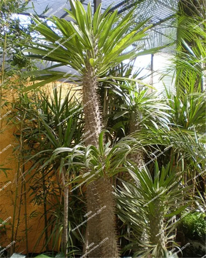 phoca_thumb_l_pachypodium_lamerei_1_