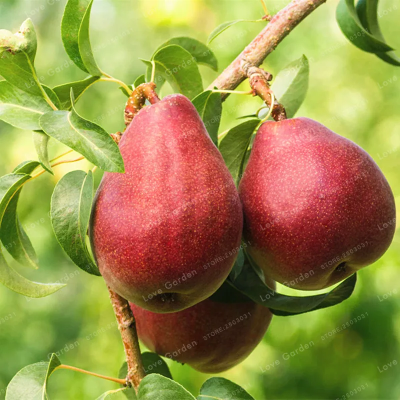 Asian pear seeds