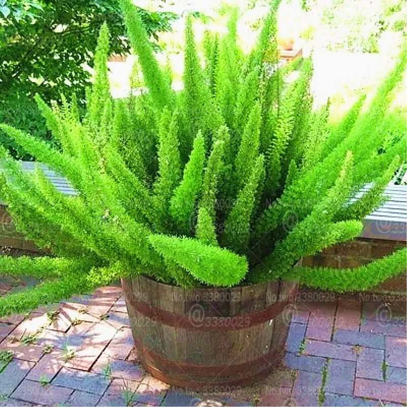 100pcs Asparagus densiflorus 'Myers' bonsai Perennial evergreen half-marine herb ornamental potted plant for home garden plants
100pcs Asparagus densiflorus 'Myers' bonsai Perennial evergreen half-marine herb ornamental potted plant for home garden plants