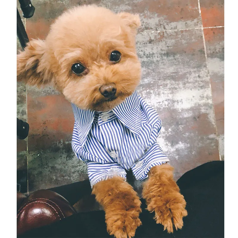 Dog Clothes for Small Dogs Striped Shirt for French Bulldog Cotton Jacket for Dogs Chihuahua Yorkshire Pet Clothing Cat Costume
Dog Clothes for Small Dogs Striped Shirt for French Bulldog Cotton Jacket for Dogs Chihuahua Yorkshire Pet Clothing Cat Costume