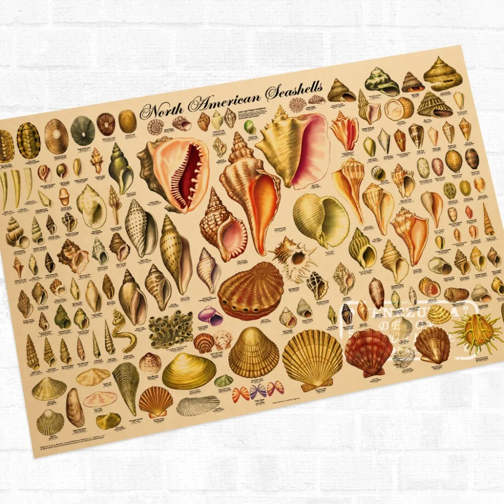 The Shell Marine Organism Illustration Vintage Retro Kraft Coated Poster Decorative DIY Wall Canvas Sticker Art Home Decor Gift
The Shell Marine Organism Illustration Vintage Retro Kraft Coated Poster Decorative DIY Wall Canvas Sticker Art Home Decor Gift