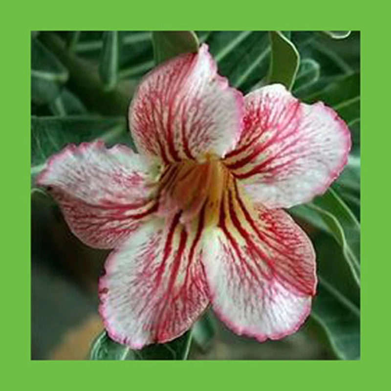 Unique white petals lines blood red petals desert rose flowers Potted Home Garden Flowers Bonsai Plants Adenium Obesum 1 PCS
Unique white petals lines blood red petals desert rose flowers Potted Home Garden Flowers Bonsai Plants Adenium Obesum 1 PCS