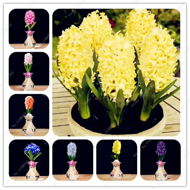 2018 New! 50 Pcs Hyacinthus Bonsai,(Not Bulbs) Indoor Foliage Plant Different Color Hyacinth Bonsai ,Flowering Plants, Easy Grow
2018 New! 50 Pcs Hyacinthus Bonsai,(Not Bulbs) Indoor Foliage Plant Different Color Hyacinth Bonsai ,Flowering Plants, Easy Grow