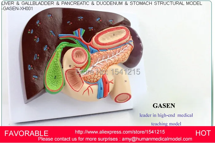 HEPATOBILIARY PANCREATIC TWELVE INTESTINES SECTION STRUCTURAL MODEL OF GASTRIC GASTROENTEROLOGY MEDICAL WHIPPLE GASEN-XH001
HEPATOBILIARY PANCREATIC TWELVE INTESTINES SECTION STRUCTURAL MODEL OF GASTRIC GASTROENTEROLOGY MEDICAL WHIPPLE GASEN-XH001