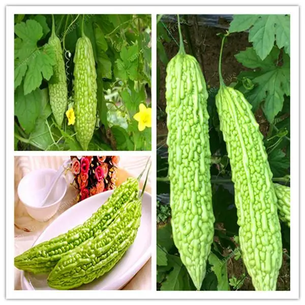 20 pcs/bag Gold Bell Bonsai Rare Balsam Pear Plant Bitter Gourd Melon Momordica Charantia Vegetable And Fruit For Home Garden
20 pcs/bag Gold Bell Bonsai Rare Balsam Pear Plant Bitter Gourd Melon Momordica Charantia Vegetable And Fruit For Home Garden
