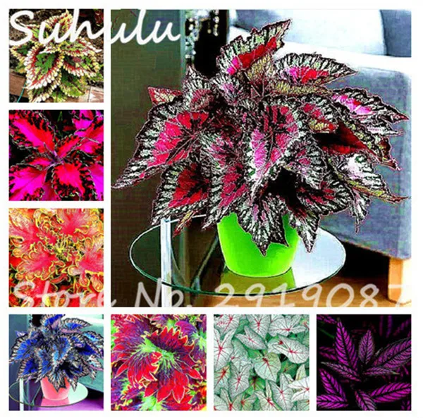 100Pcs Exotic Janpanse Bonsai Coleus Plant Foliage Perfect Color Rainbow Dragon Bonsai Beautiful Flower Plant Garden Semente
100Pcs Exotic Janpanse Bonsai Coleus Plant Foliage Perfect Color Rainbow Dragon Bonsai Beautiful Flower Plant Garden Semente