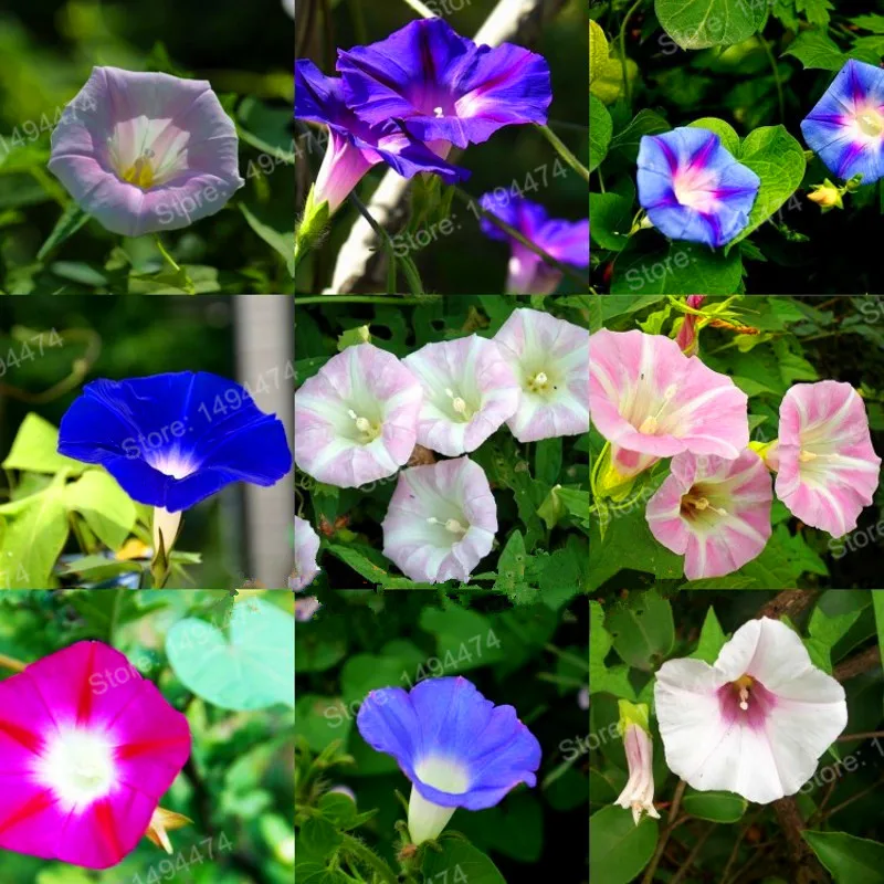 100pcs/bag Morning Glory plant colorful flower flores Rare Petunia plantas Bonsai Flower plante for home garden Easy to Grow
100pcs/bag Morning Glory plant colorful flower flores Rare Petunia plantas Bonsai Flower plante for home garden Easy to Grow