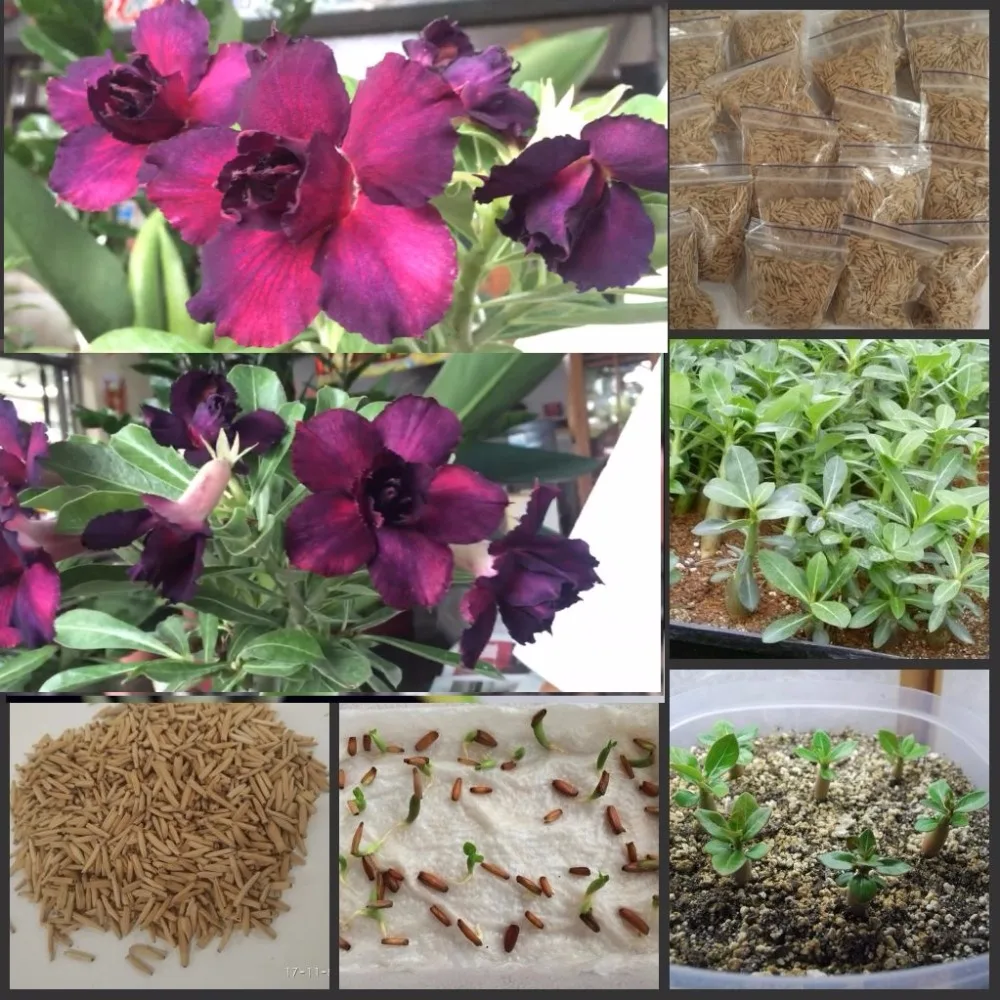 5PCS Fresh Real Adenium Obesum semillas - Bonsai Desert Rose Flower Plant Sementes S242
5PCS Fresh Real Adenium Obesum semillas - Bonsai Desert Rose Flower Plant Sementes S242