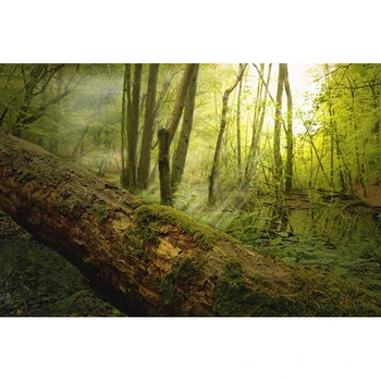 5D DIY "Sunlight" Diamond Painting Forest Scenery Diamond Embroidery Landscape Picture Of Resin Home Decoration Wall Painting
5D DIY "Sunlight" Diamond Painting Forest Scenery Diamond Embroidery Landscape Picture Of Resin Home Decoration Wall Painting
