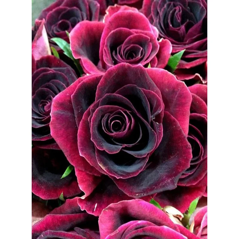 LaoJieYuan Full Square round rose diamond painting cross stitch wall decoration diamond mosaic diamond embroidery painting
LaoJieYuan Full Square round rose diamond painting cross stitch wall decoration diamond mosaic diamond embroidery painting