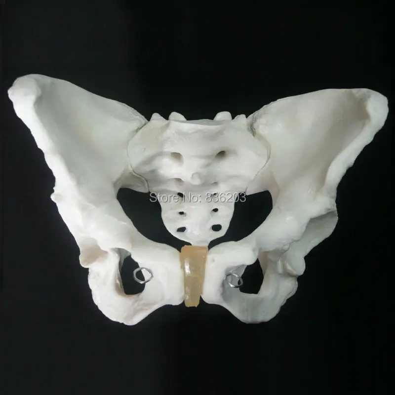 Life Size Female Pelvis Skeleton Model in trauma anatomy skeleton dental anatomical shadow brain skullmedical training manikins
Life Size Female Pelvis Skeleton Model in trauma anatomy skeleton dental anatomical shadow brain skullmedical training manikins