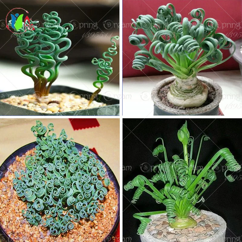 200 Pcs/bag Rare Sin Mankind Plants Bonsai Broad Leaf Spring Grass Succulents Bonsai Potted New Plants for Home Decoration
200 Pcs/bag Rare Sin Mankind Plants Bonsai Broad Leaf Spring Grass Succulents Bonsai Potted New Plants for Home Decoration