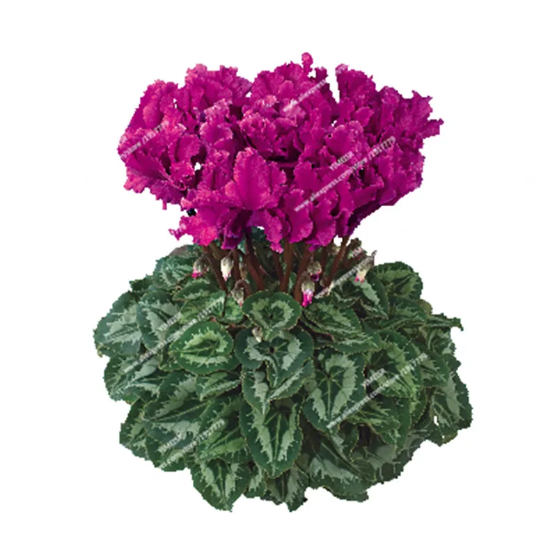 HALIOS_Curly_violet_fonceexp.
