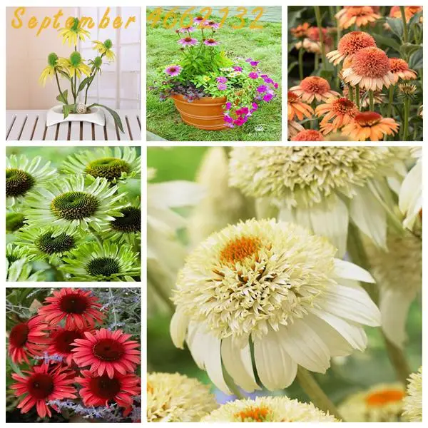 100Pcs Rare Colour Echinacea Purpurea Bonsai , Mix Echinacea Outdoor Flower Ratibida Coneflower Showy Much Long-bloom Coneflower
100Pcs Rare Colour Echinacea Purpurea Bonsai , Mix Echinacea Outdoor Flower Ratibida Coneflower Showy Much Long-bloom Coneflower