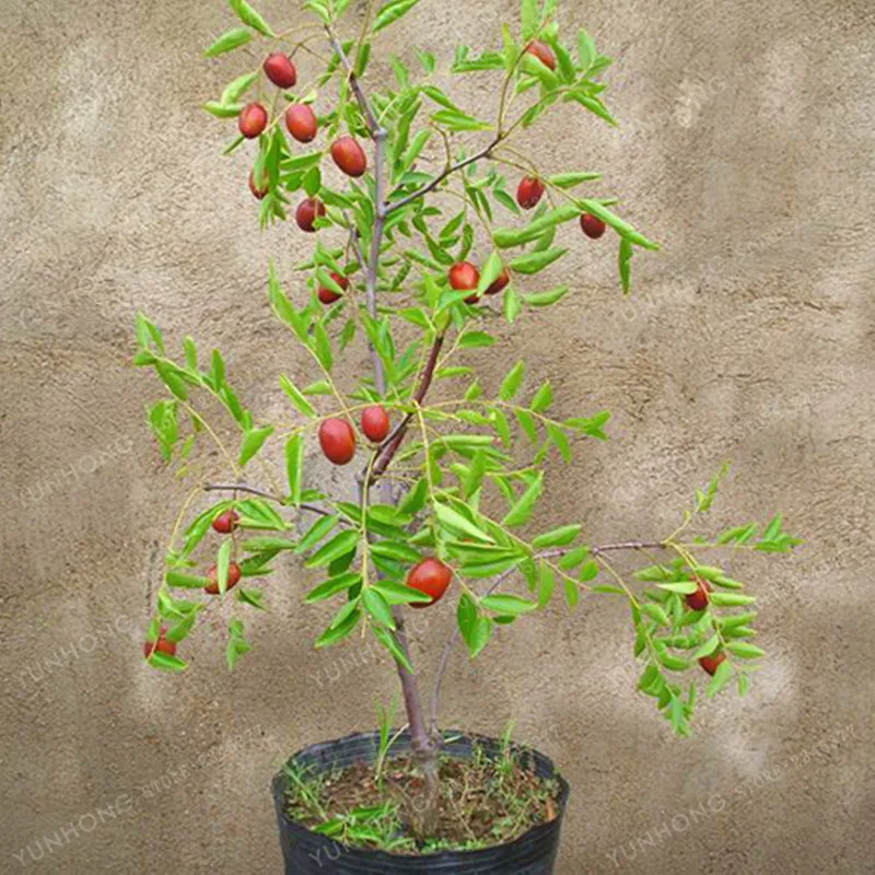 Мармеладное Дерево Фото – Telegraph