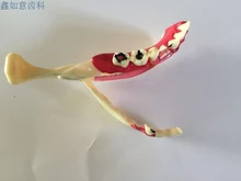 human model Dental teaching model Orthodontic tooth Gum tooth decomposition Planting models free shipping
human model Dental teaching model Orthodontic tooth Gum tooth decomposition Planting models free shipping