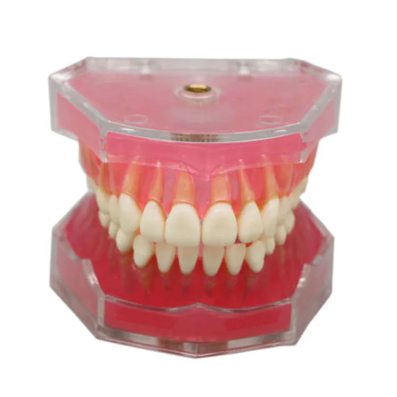 Зубные Зубы Модель исследование зубы Прозрачный взрослых Патологическая