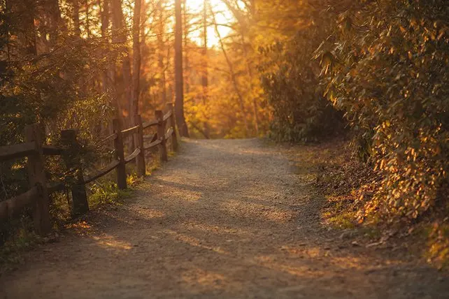 

autumn Forest tree fence road sunset photography backgrounds High quality Computer print children kids backdrops